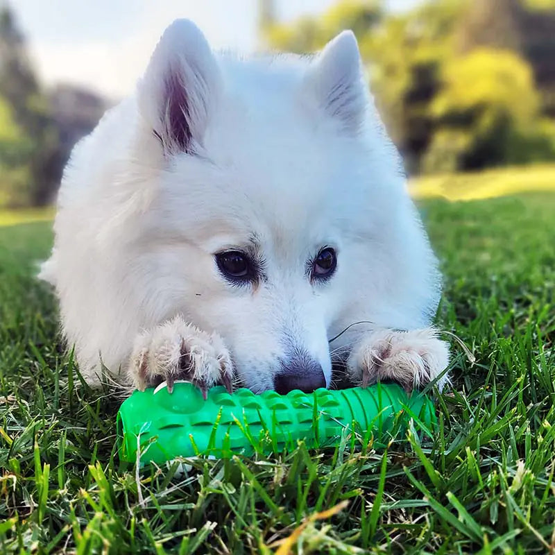 Chewy Croc Dental Toy