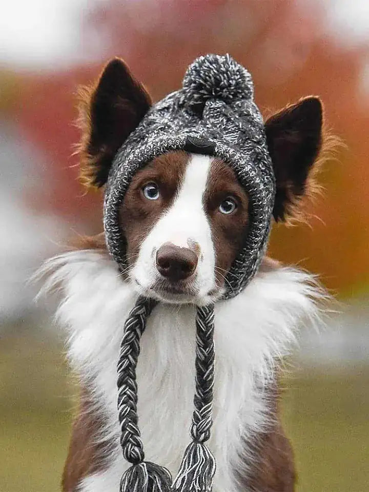 Knitted Canine Cap Companion